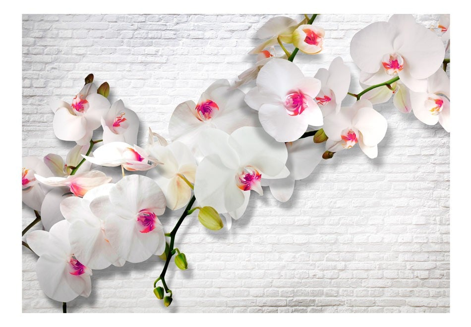 Wall Mural - Wall Full of Orchids