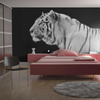 Animal Wallpaper - White Tiger