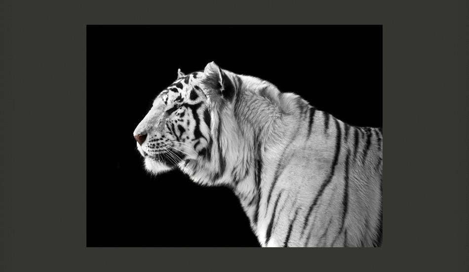 Animal Wallpaper - White Tiger