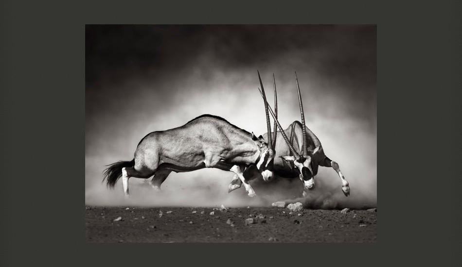Animal Wallpaper - Fighting Antelope