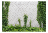 Load image into Gallery viewer, Wallpaper - Climbing Ivy (Brick)